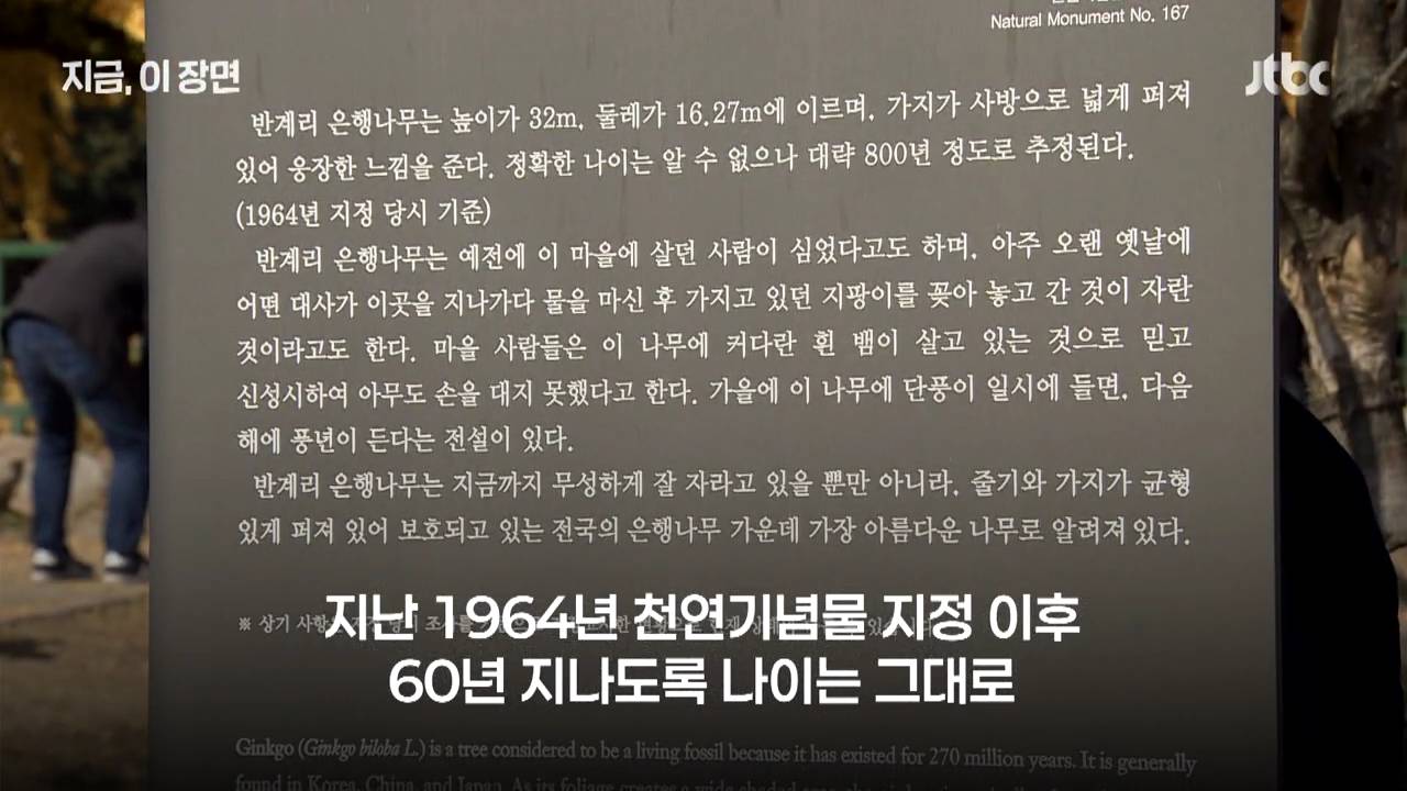 원주 반계리 은행나무의 나이는 800살이 아니었다 | 인스티즈