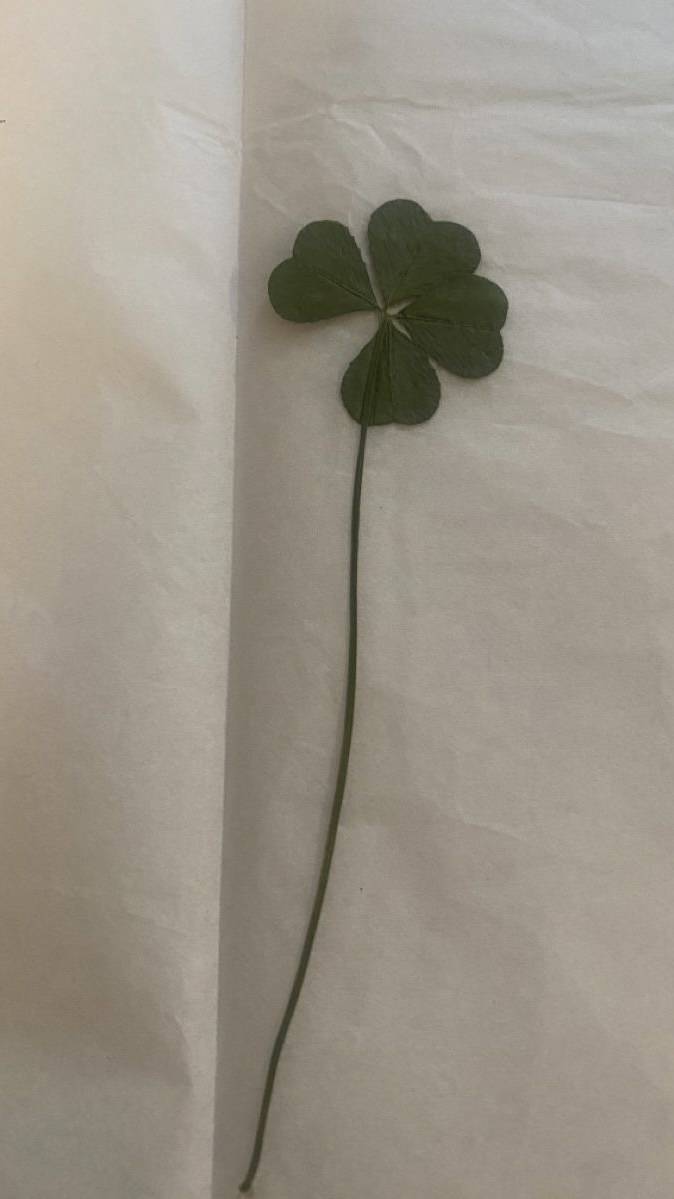 행운 가득한 매일이 되기를 🍀 네잎클로버 배경화면 모음 | 인스티즈