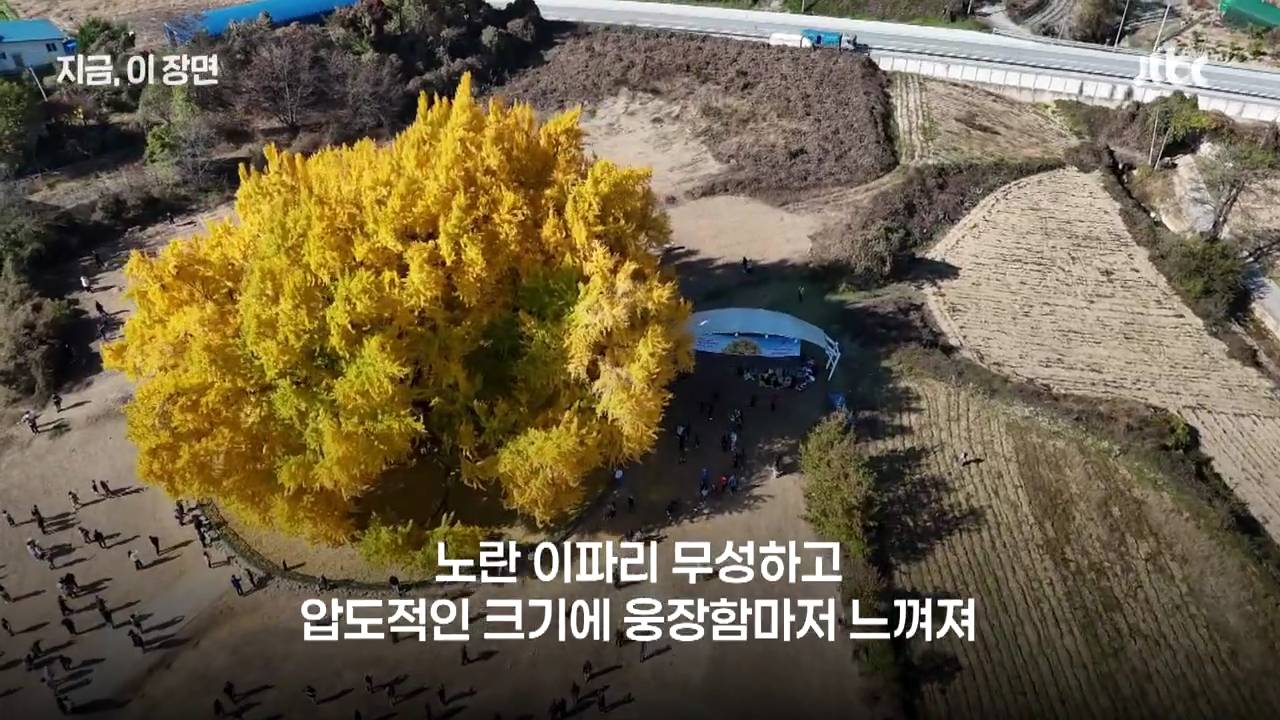 원주 반계리 은행나무의 나이는 800살이 아니었다 | 인스티즈