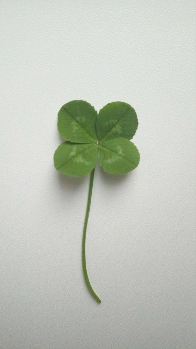 행운 가득한 매일이 되기를 🍀 네잎클로버 배경화면 모음 | 인스티즈