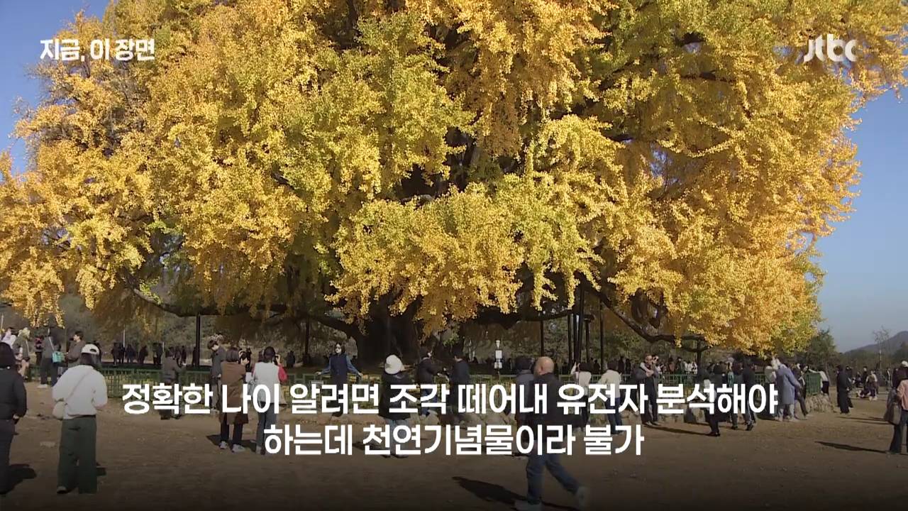 원주 반계리 은행나무의 나이는 800살이 아니었다 | 인스티즈