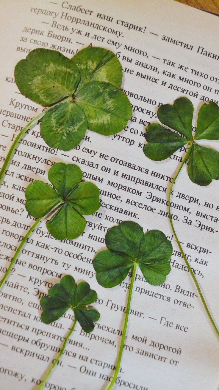 행운 가득한 매일이 되기를 🍀 네잎클로버 배경화면 모음 | 인스티즈