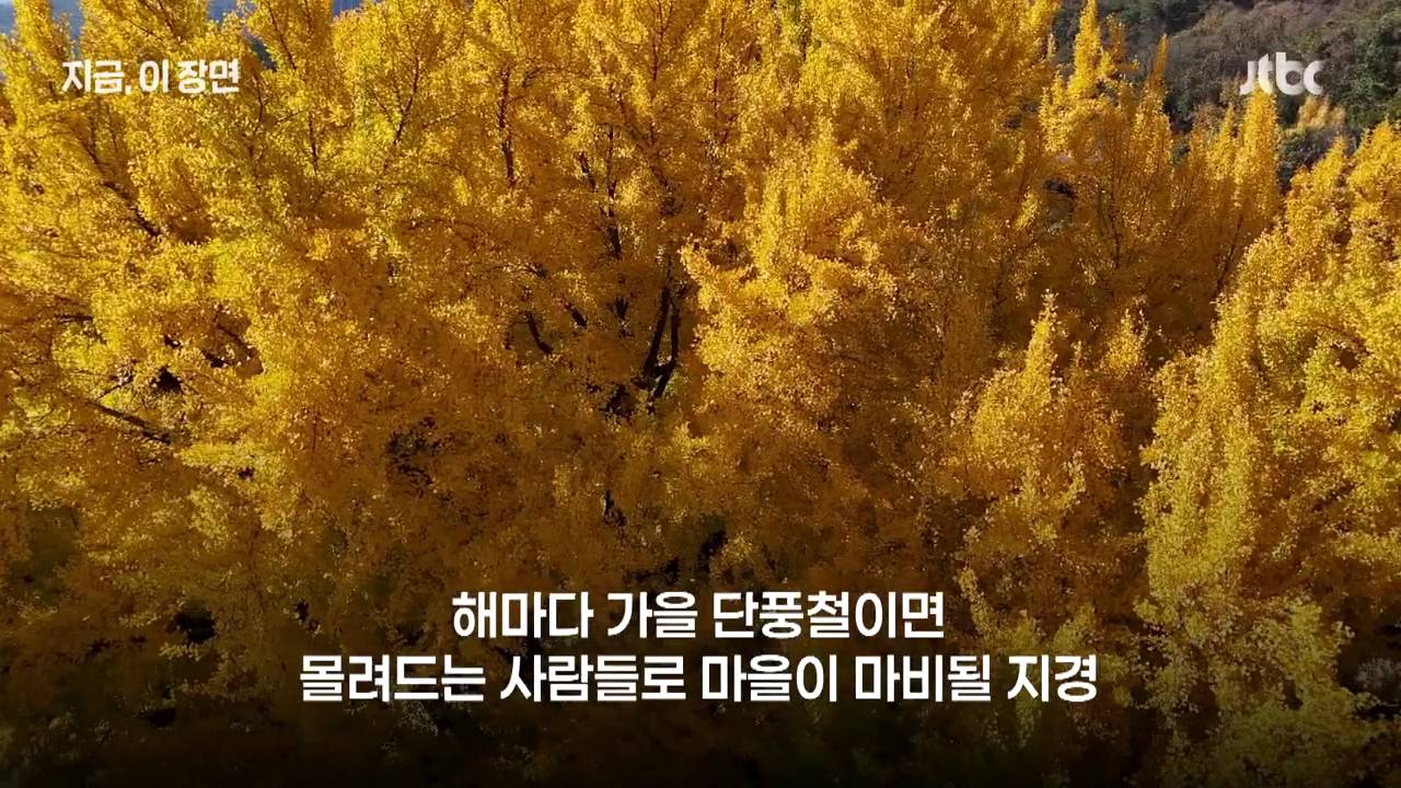 원주 반계리 은행나무의 나이는 800살이 아니었다 | 인스티즈