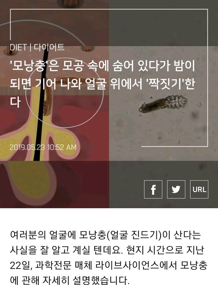 '모낭충'은 모공 속에 숨어 있다가 밤이 되면 기어 나와 얼굴 위에서 '짝짓기'한다 | 인스티즈