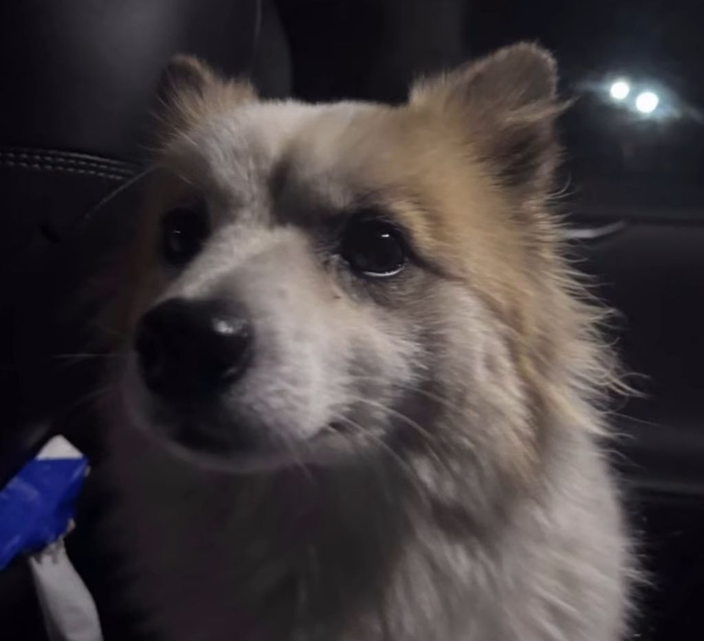 제주항공 유가족분들의 강아지 푸딩이 구조사진 | 인스티즈