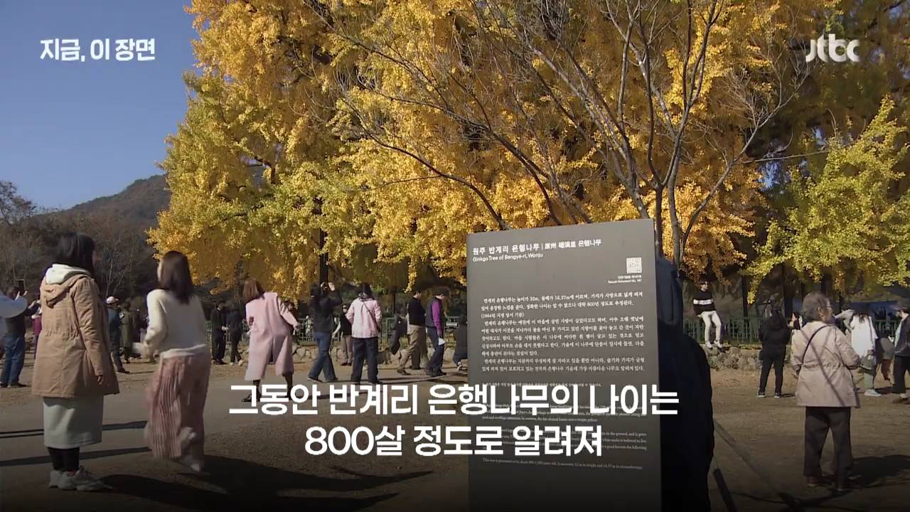 원주 반계리 은행나무의 나이는 800살이 아니었다 | 인스티즈