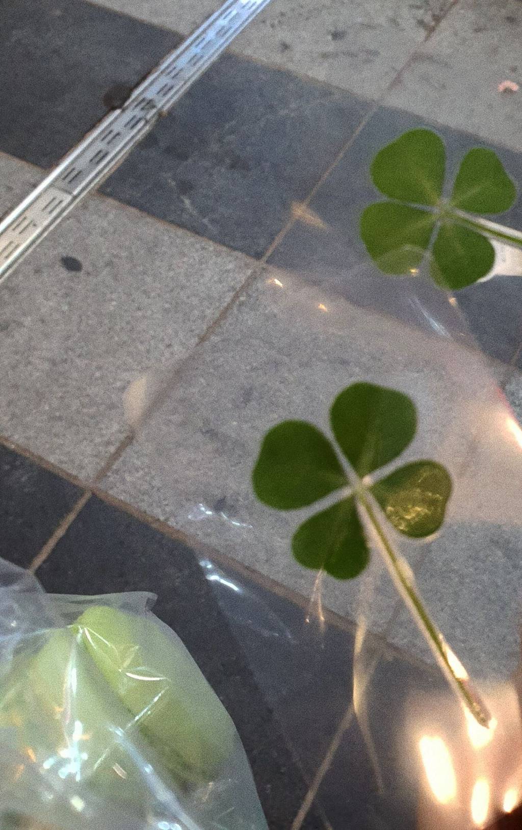 행운 가득한 매일이 되기를 🍀 네잎클로버 배경화면 모음 | 인스티즈