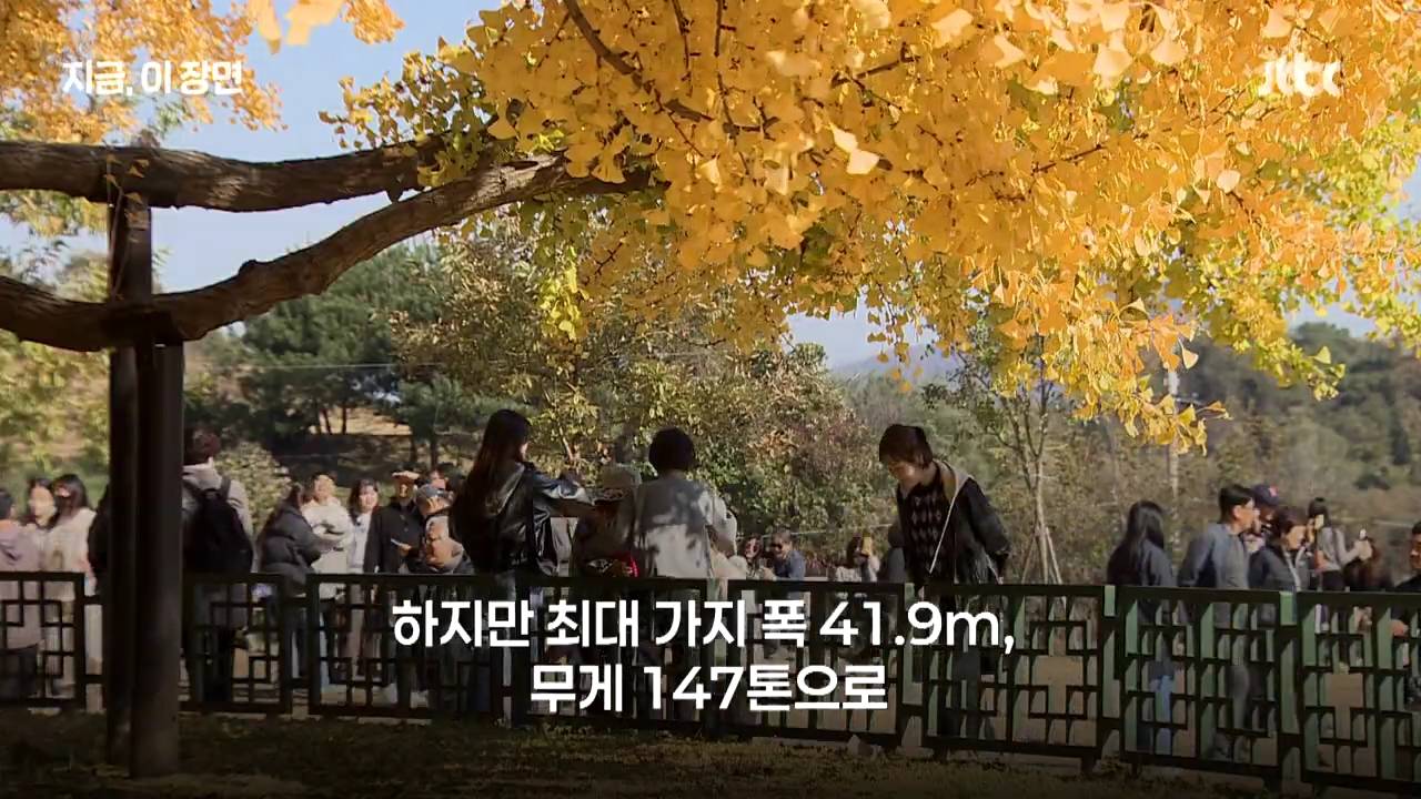 원주 반계리 은행나무의 나이는 800살이 아니었다 | 인스티즈