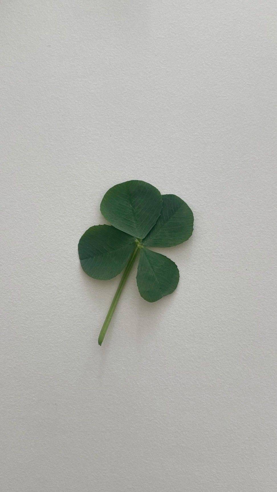 행운 가득한 매일이 되기를 🍀 네잎클로버 배경화면 모음 | 인스티즈