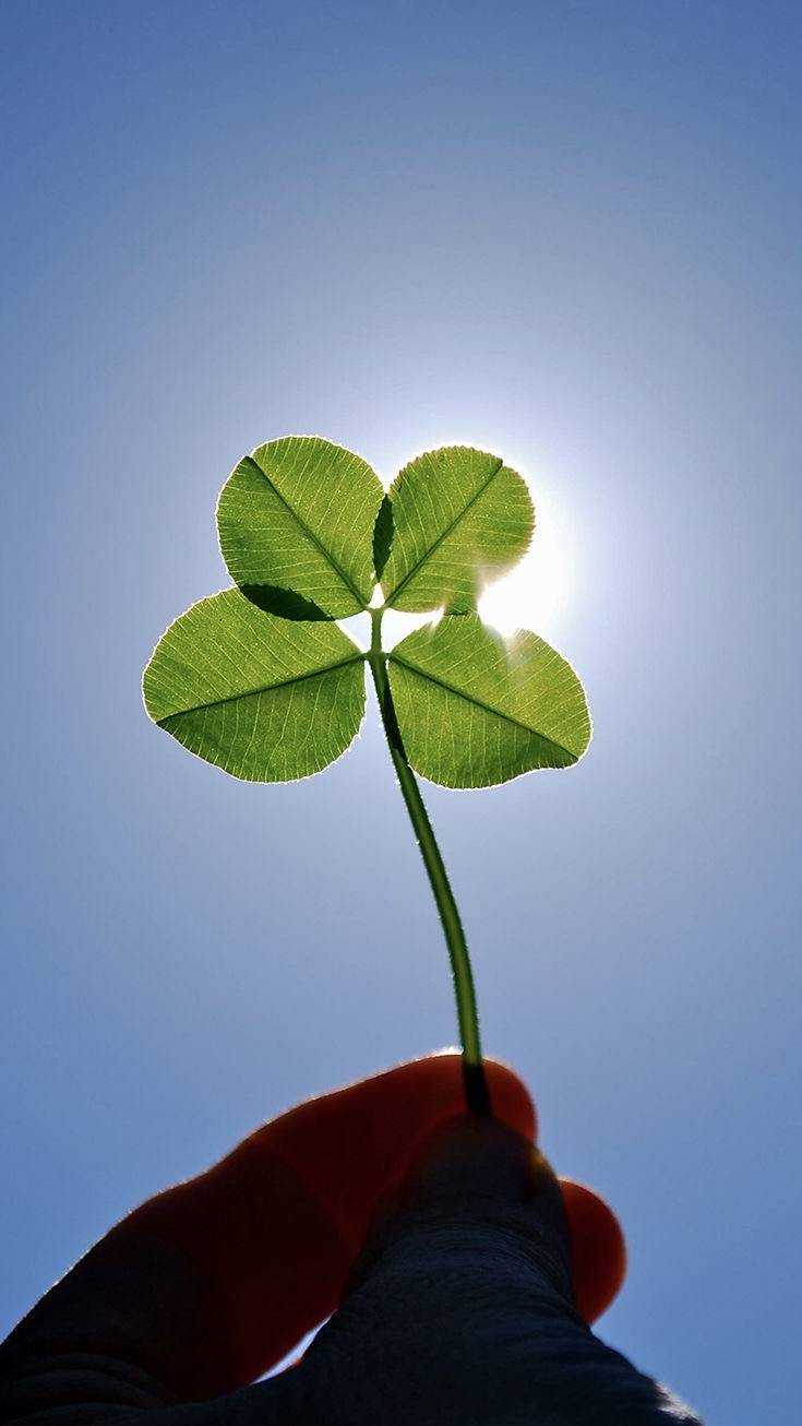 행운 가득한 매일이 되기를 🍀 네잎클로버 배경화면 모음 | 인스티즈