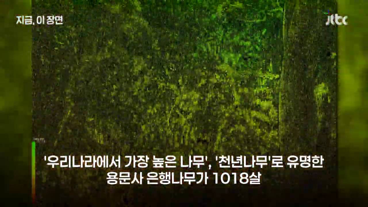 원주 반계리 은행나무의 나이는 800살이 아니었다 | 인스티즈