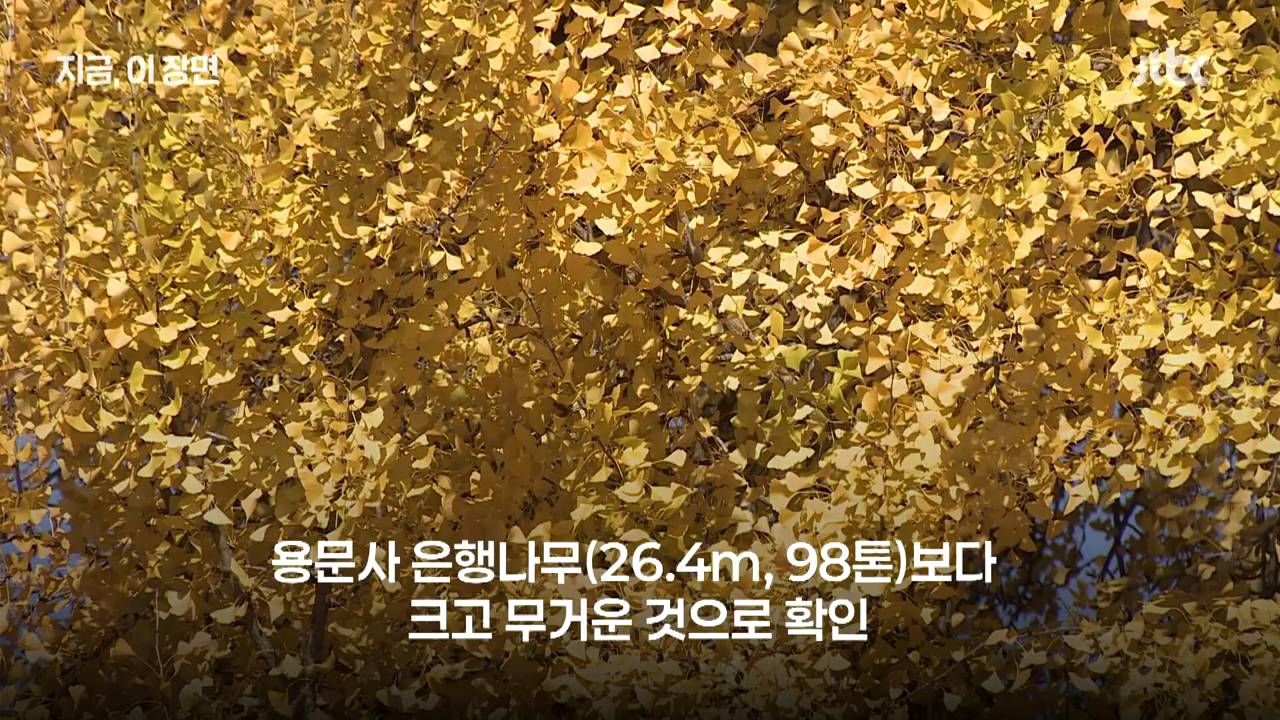 원주 반계리 은행나무의 나이는 800살이 아니었다 | 인스티즈