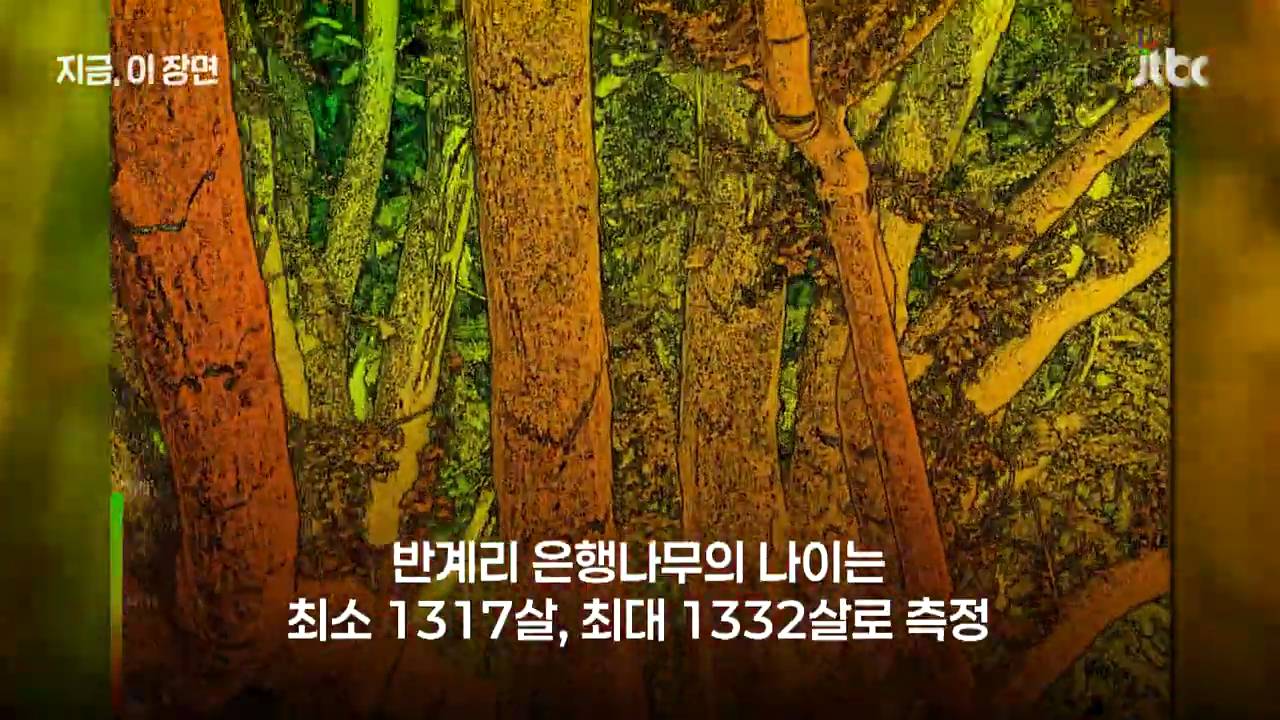 원주 반계리 은행나무의 나이는 800살이 아니었다 | 인스티즈