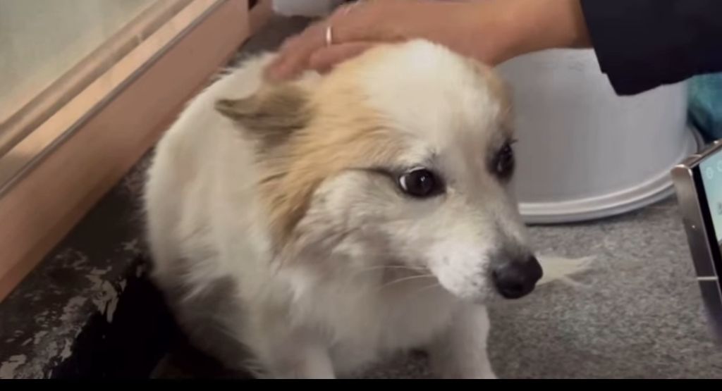 제주항공 유가족분들의 강아지 푸딩이 구조사진 | 인스티즈