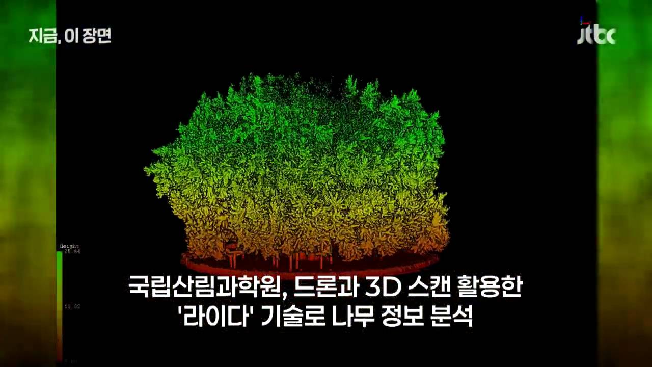 원주 반계리 은행나무의 나이는 800살이 아니었다 | 인스티즈
