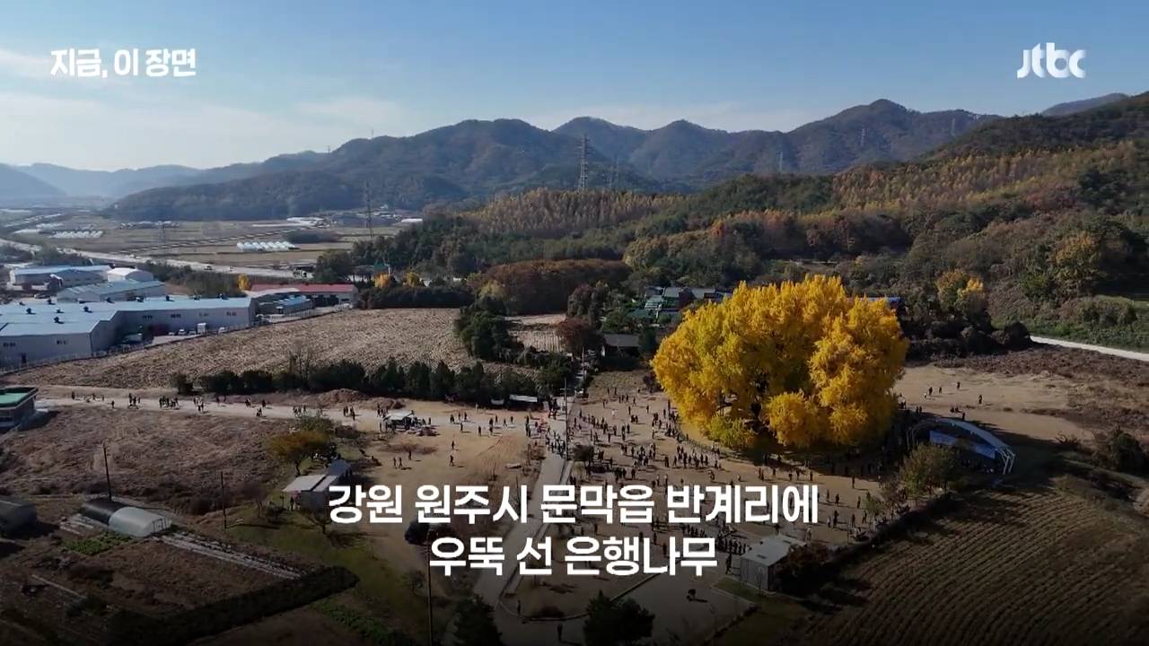 원주 반계리 은행나무의 나이는 800살이 아니었다 | 인스티즈
