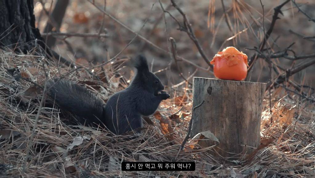 [힐링] 감나무 없는 산에 홍시를 가져다 놓으면 누가 먹을까? | 인스티즈