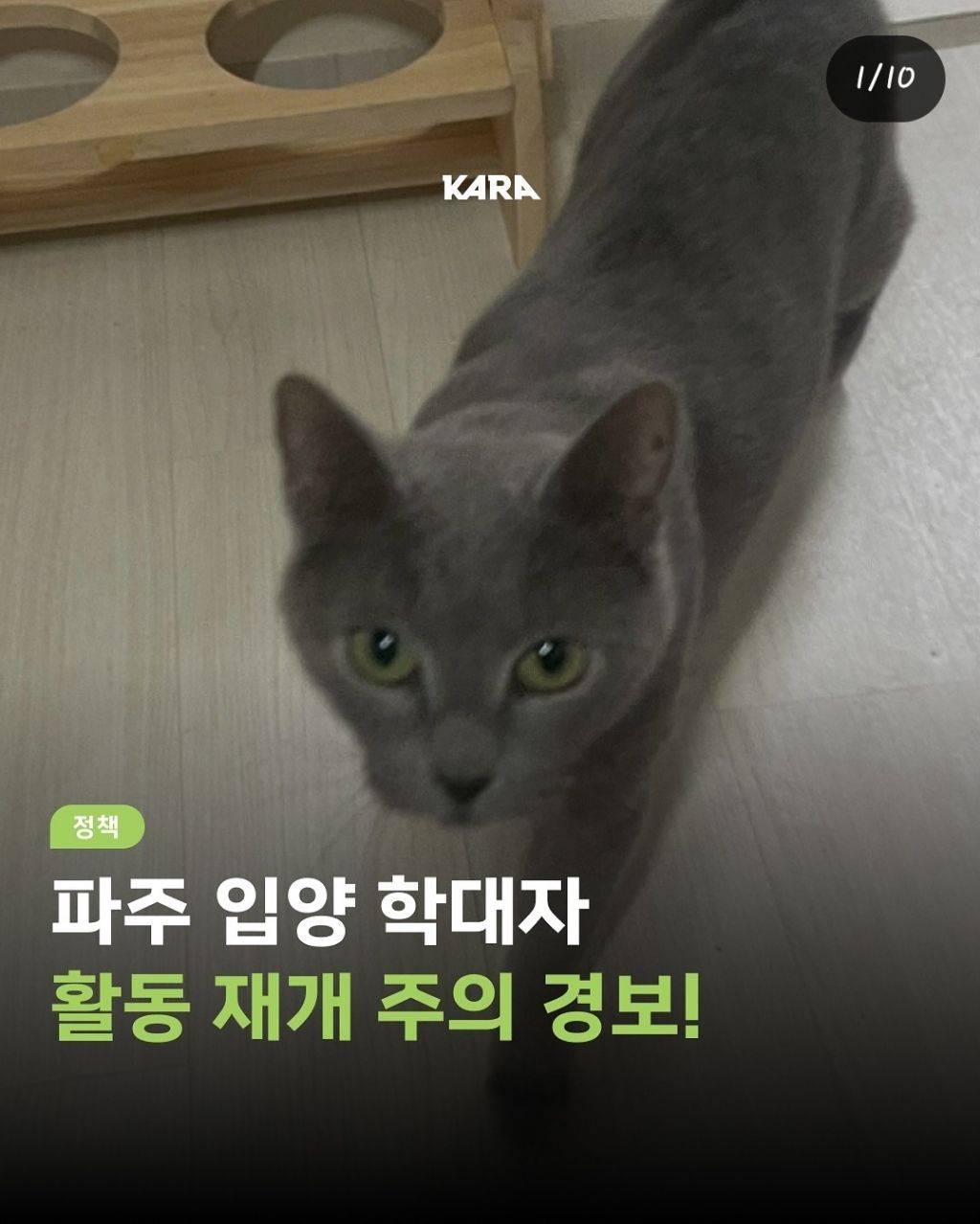 고양이 또 데려온 파주학대범 | 인스티즈