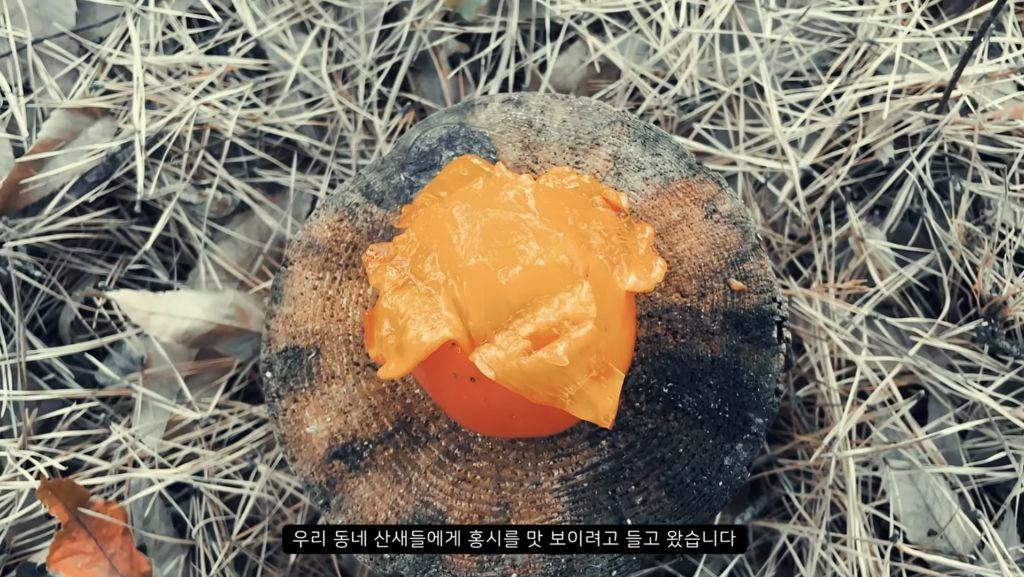 [힐링] 감나무 없는 산에 홍시를 가져다 놓으면 누가 먹을까? | 인스티즈