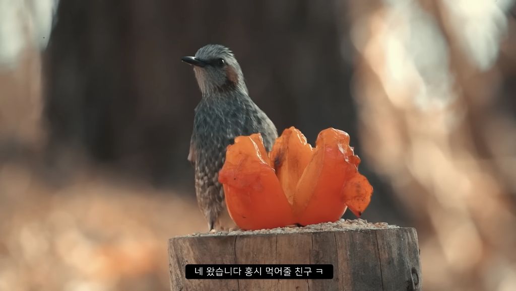 [힐링] 감나무 없는 산에 홍시를 가져다 놓으면 누가 먹을까? | 인스티즈