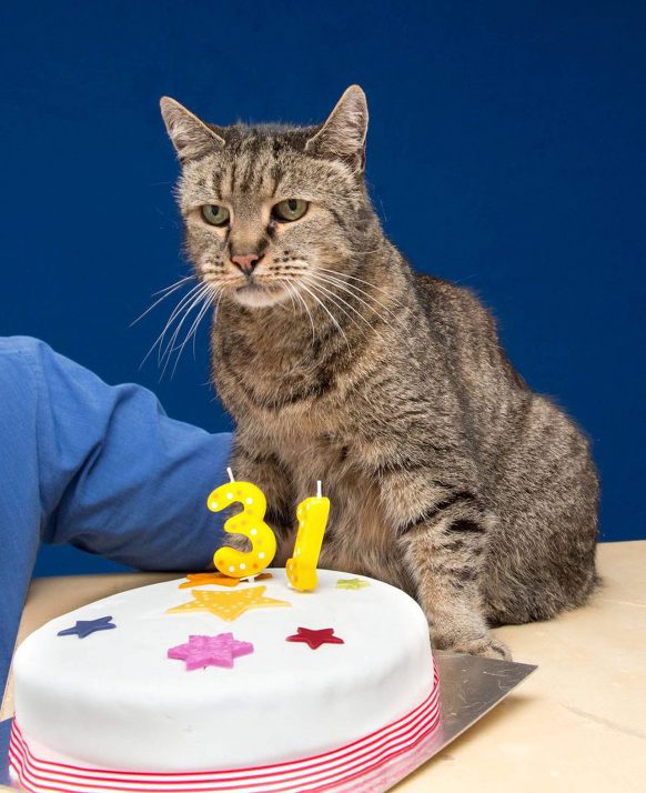 사람나이로 144살, 32살의 장수고양이 넛멕 | 인스티즈