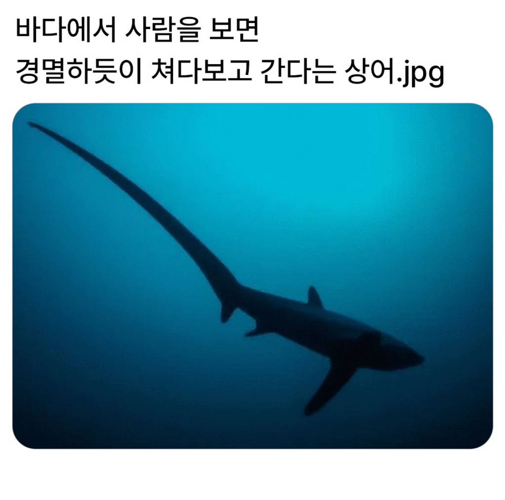 바다에서 사람을 보면 경멸하듯이 쳐다보고 간다는 상어 | 인스티즈