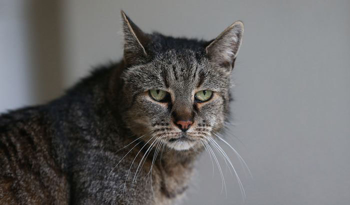 사람나이로 144살, 32살의 장수고양이 넛멕 | 인스티즈