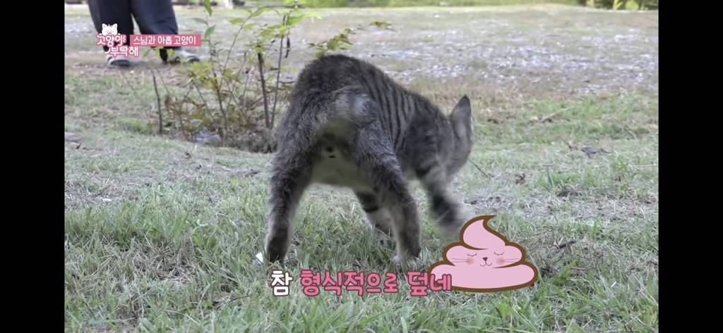 스님과 아홉 고양이 웃긴 장면들 | 인스티즈