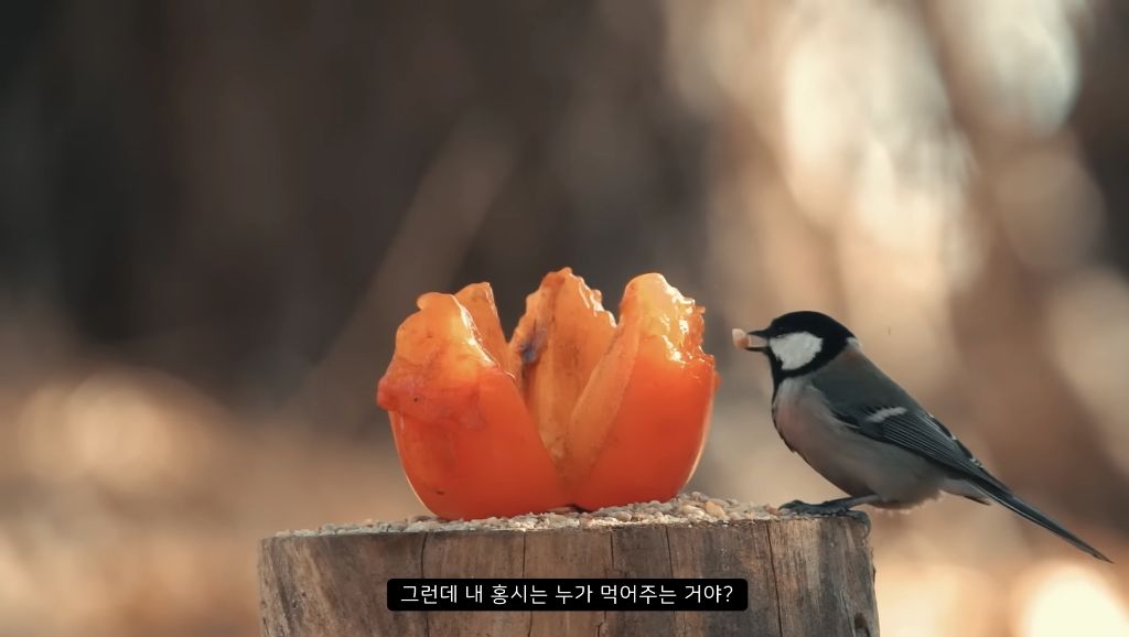 [힐링] 감나무 없는 산에 홍시를 가져다 놓으면 누가 먹을까? | 인스티즈