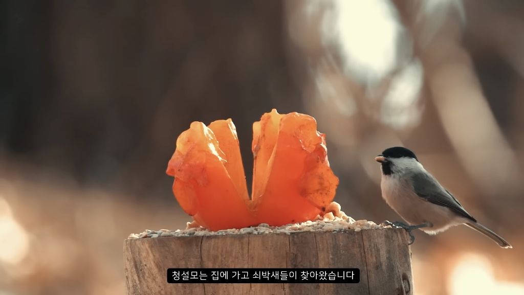 [힐링] 감나무 없는 산에 홍시를 가져다 놓으면 누가 먹을까? | 인스티즈