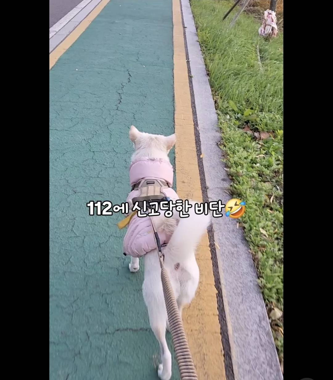 이렇게 걷는다고 112에 신고 당한 진돗개 비단이 | 인스티즈