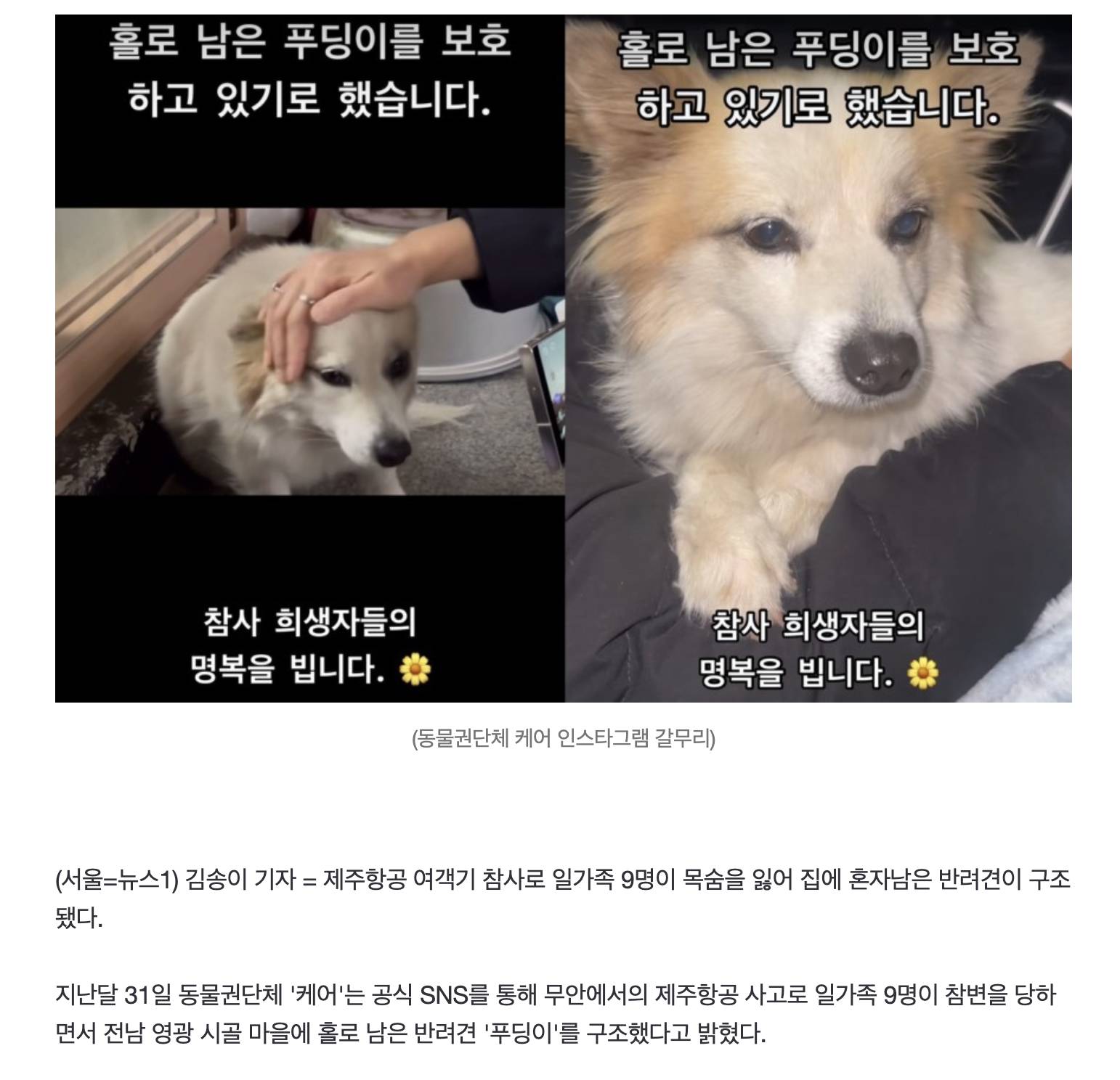 "6살 손녀 찾듯 동네 배회"…홀로 남은 반려견 푸딩이 구조됐다 | 인스티즈