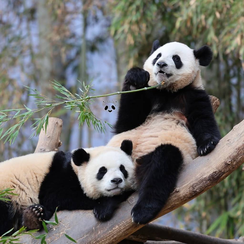 루이 무릎베고 자는 후이좀봐🐼🐼 | 인스티즈