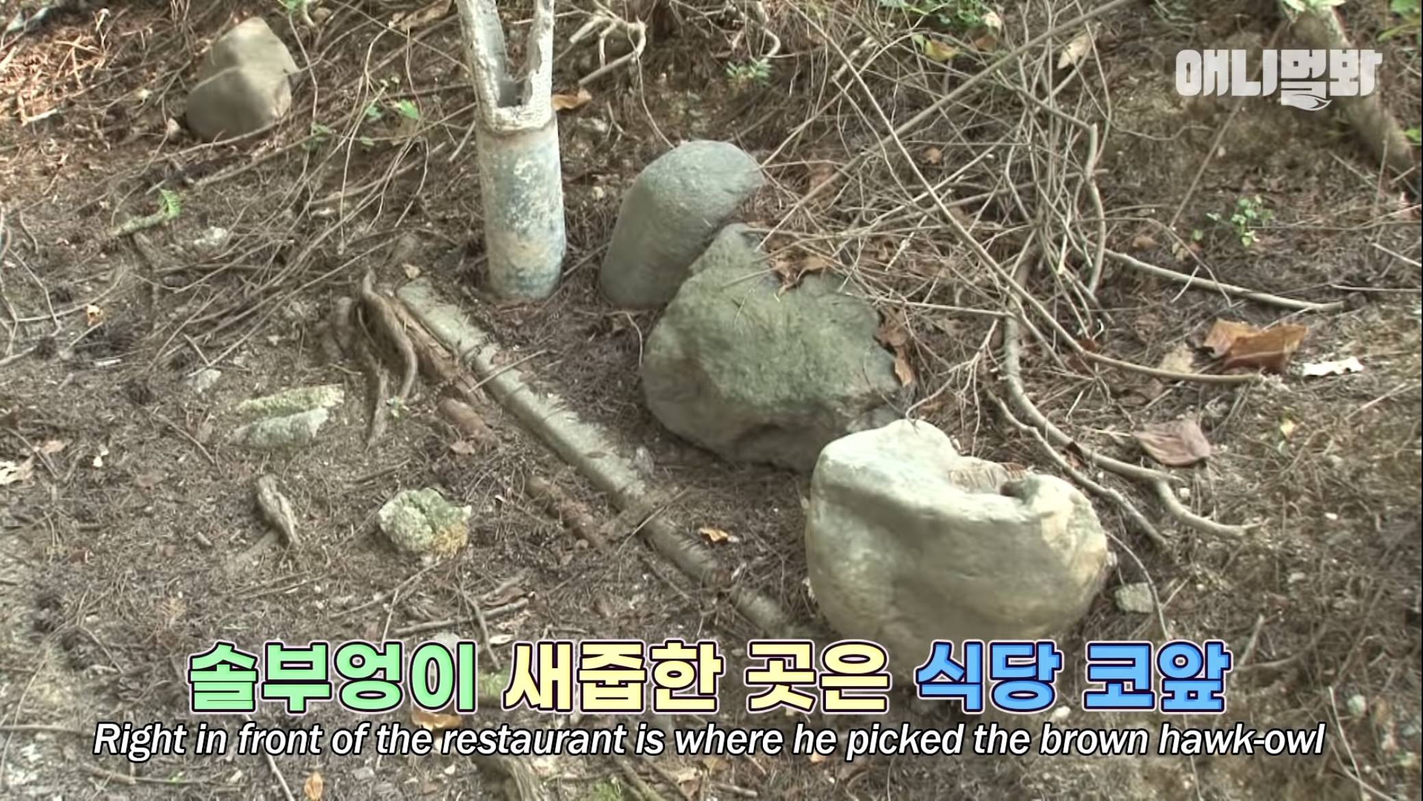 목숨을 구해준 아저씨 곁으로 자꾸 돌아오는 솔부엉이 "수리” 1편 | 인스티즈