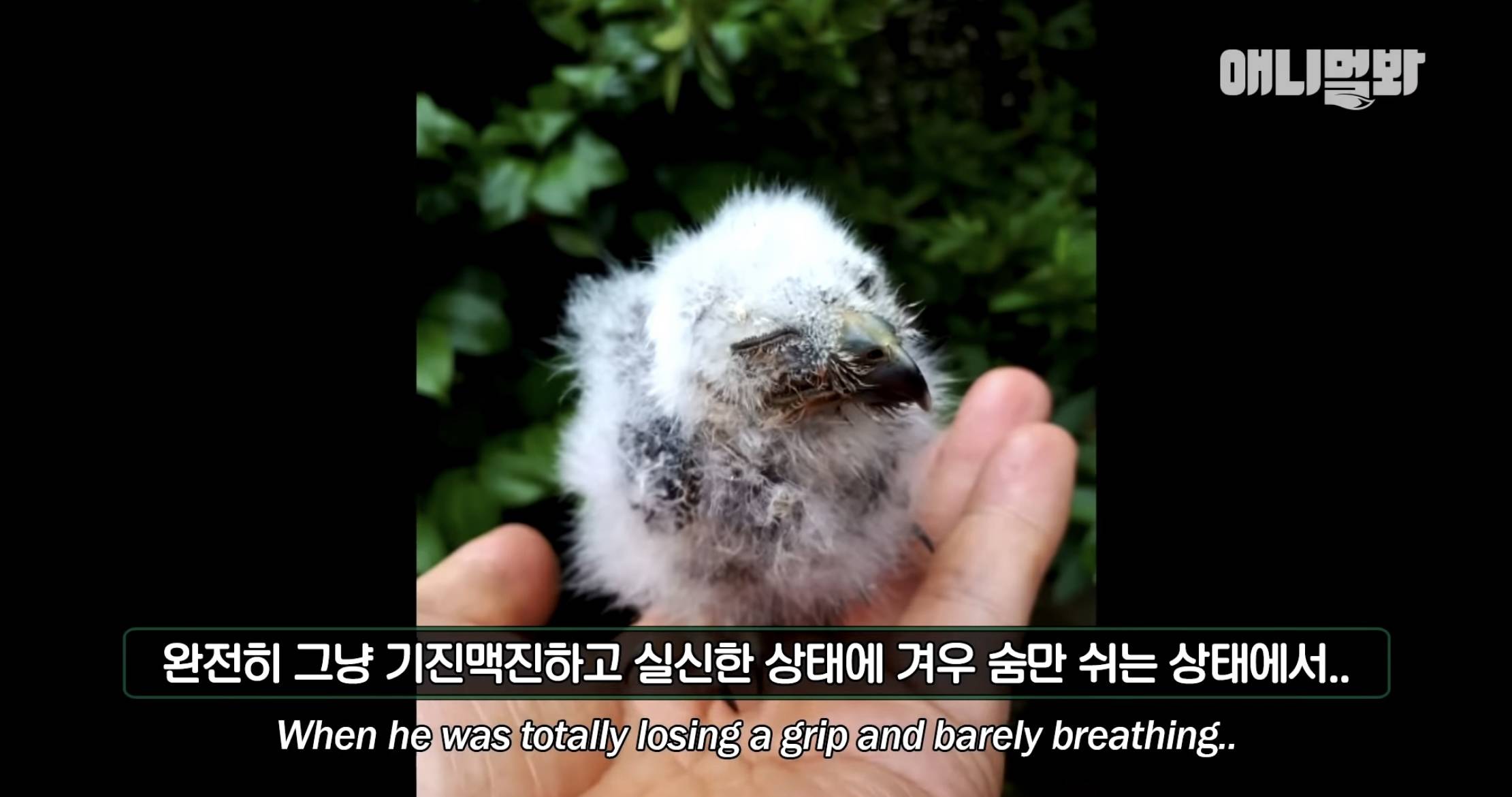 목숨을 구해준 아저씨 곁으로 자꾸 돌아오는 솔부엉이 "수리” 1편 | 인스티즈