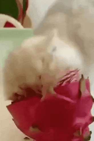 용과 먹다가 걸린 고양이 | 인스티즈