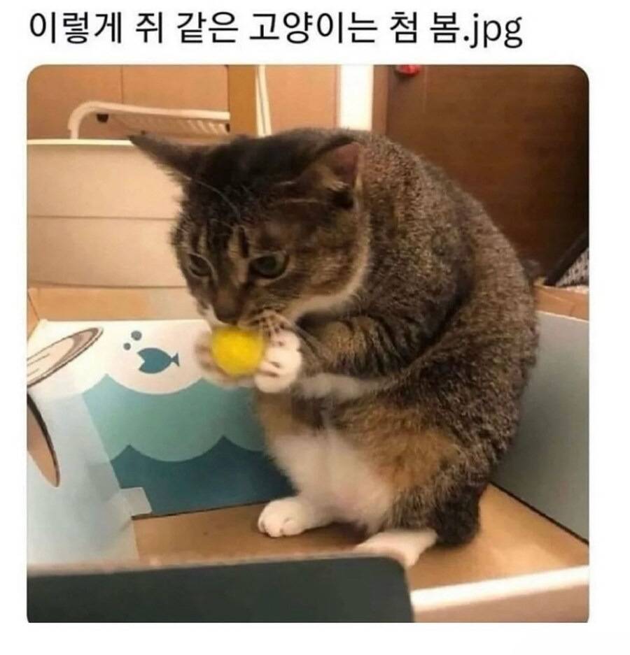 쥐냥이 | 인스티즈