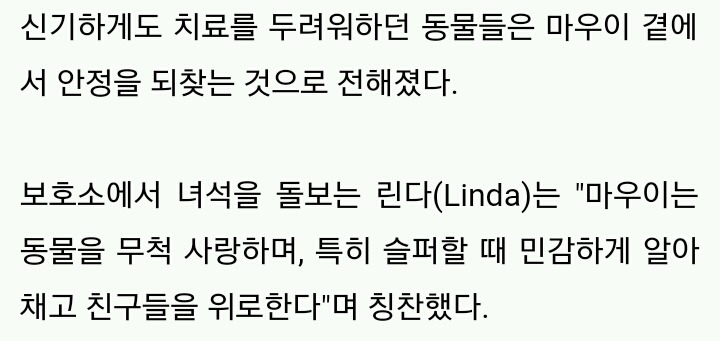 구조 후 치료 겁내는 동물들 위로하는 '간호사' 강아지 | 인스티즈