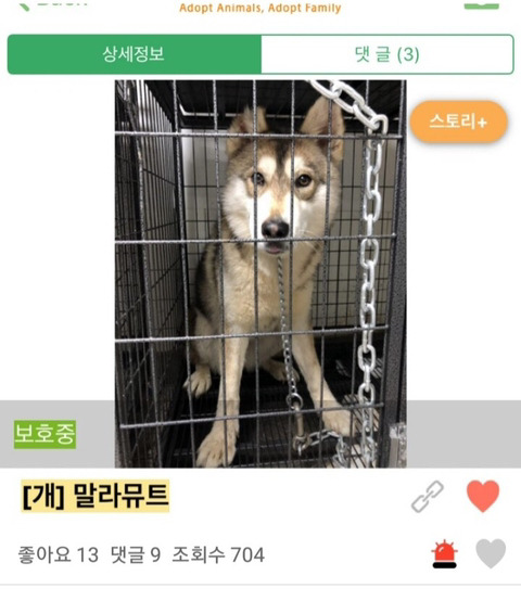 댕댕이 입양 전후.jpg | 인스티즈