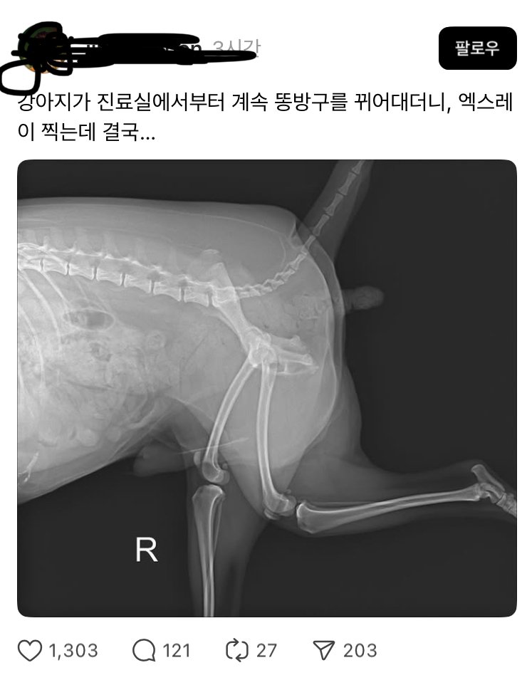 응가싸는거 엑스레이 찍힌 강쥐햄.. | 인스티즈