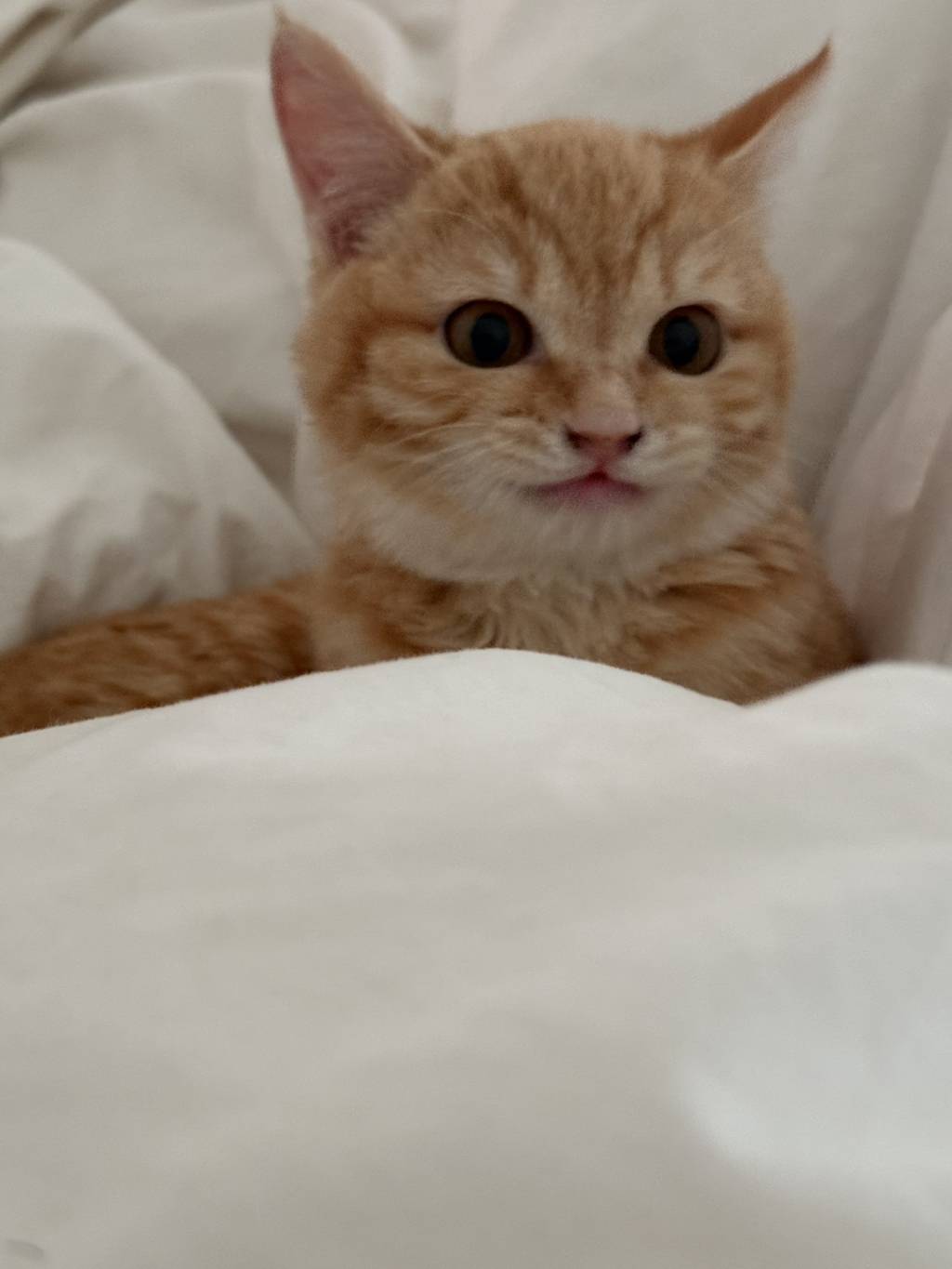 우리집 고양이 귀엽지 | 인스티즈
