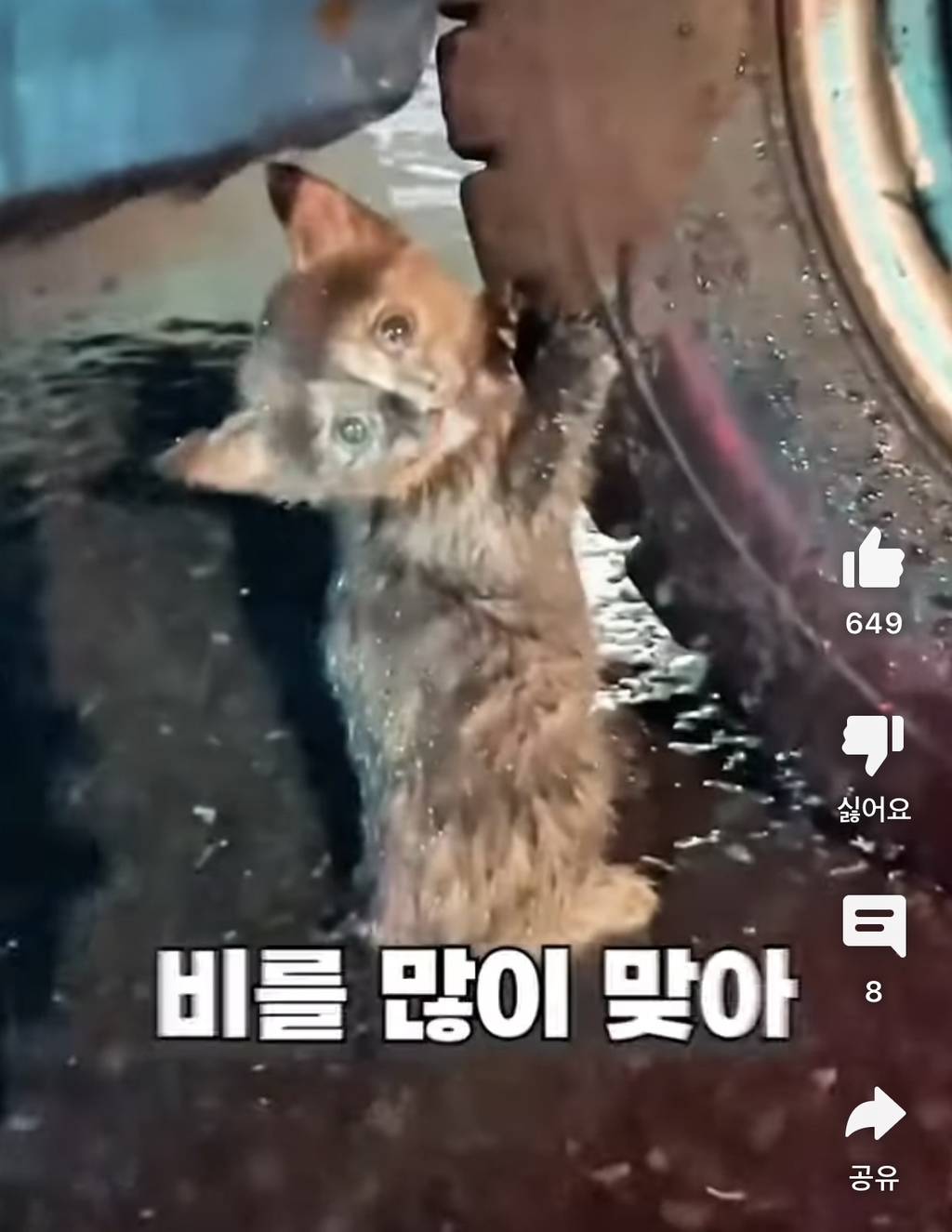 로맨스 소설 단골 묘사 '비에 젖은 새끼 고양이'는 어떤 모습일까 | 인스티즈