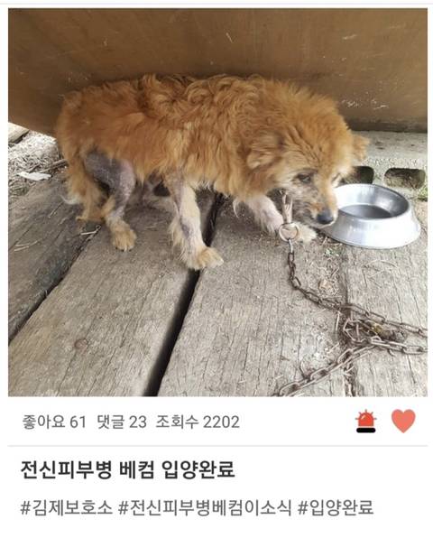 포인핸드 강아지 입양 전후.jpg | 인스티즈