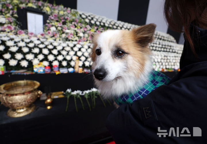 참사로 가족 잃은 '푸딩이'의 조문…물끄러미 위패만 [뉴시스Pic] | 인스티즈