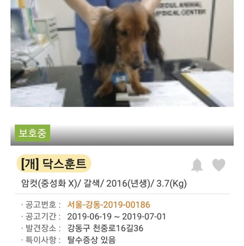댕댕이 입양 전후.jpg | 인스티즈
