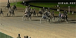 토끼 달리기 속도.gif | 인스티즈