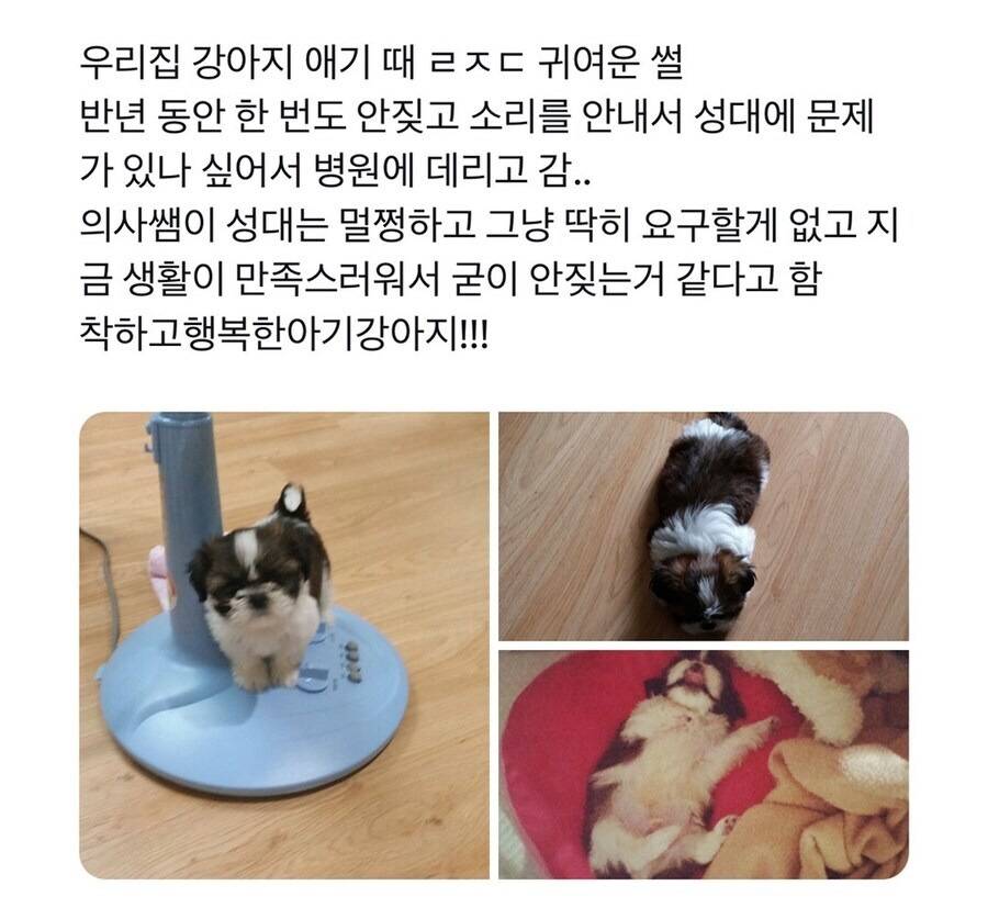 키우는 멍뭉이가 반년 동안 한 번도 짖지 않은 이유.jpg | 인스티즈