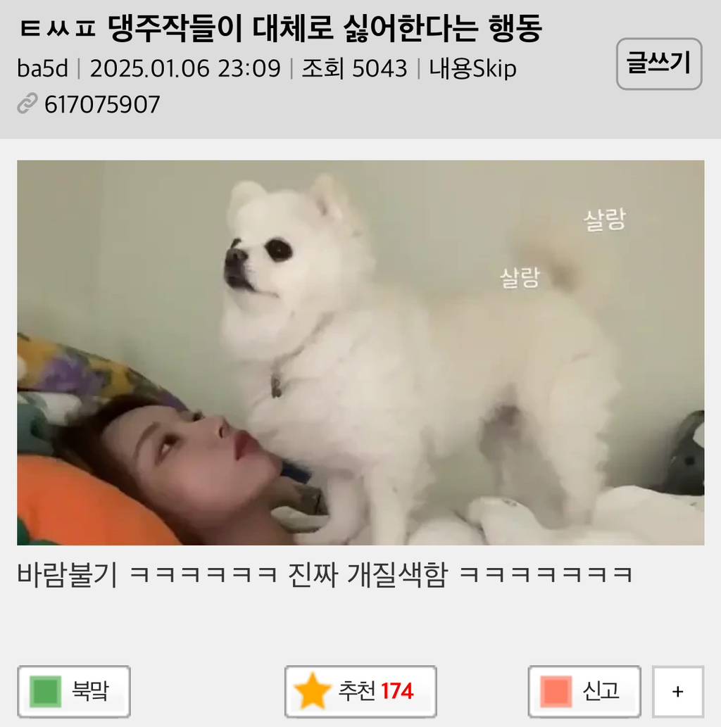 강아지들이 대체로 싫어한다는 행동 | 인스티즈