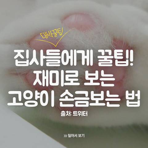 고양이 관상, 젤리손금, 창밖보는 이유, 눈키스, 꼬리 의미 등 재미로보는 고영 tmi | 인스티즈