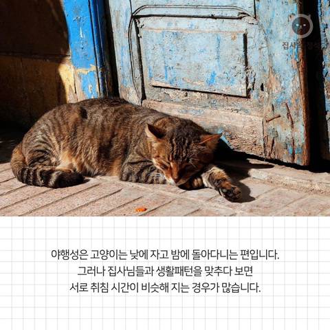 고양이 관상, 젤리손금, 창밖보는 이유, 눈키스, 꼬리 의미 등 재미로보는 고영 tmi | 인스티즈